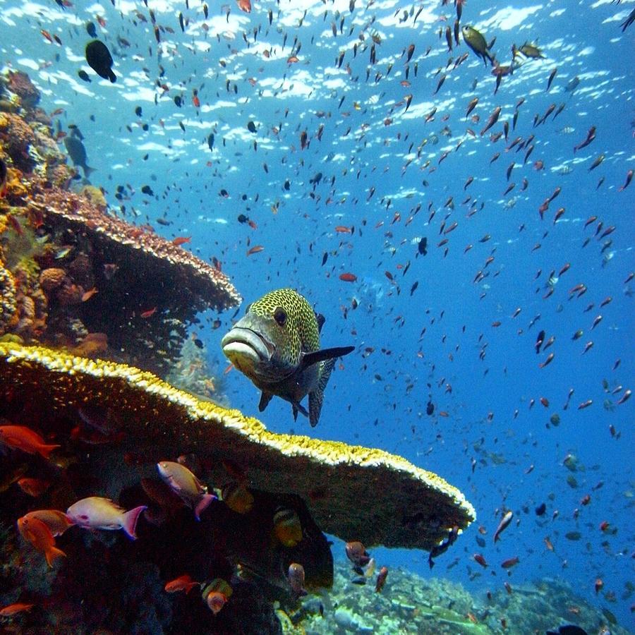 Blue Marlin Dive Komodo Labuan Bajo Exterior foto
